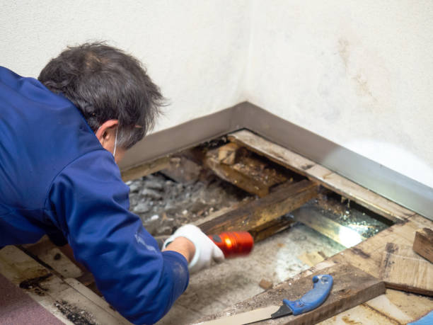Best Attic Mold Remediation in Forest City, FL
