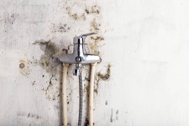 Best Black Mold Remediation in Forest City, FL