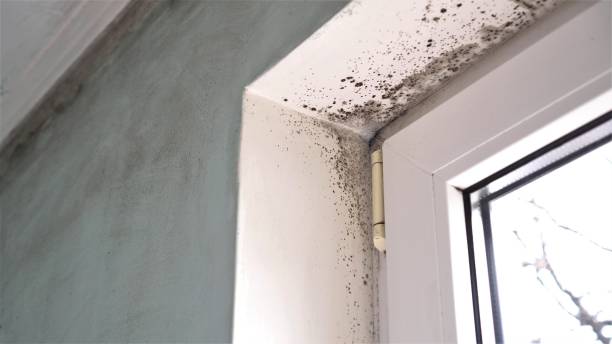 Best Residential Mold Remediation in Forest City, FL