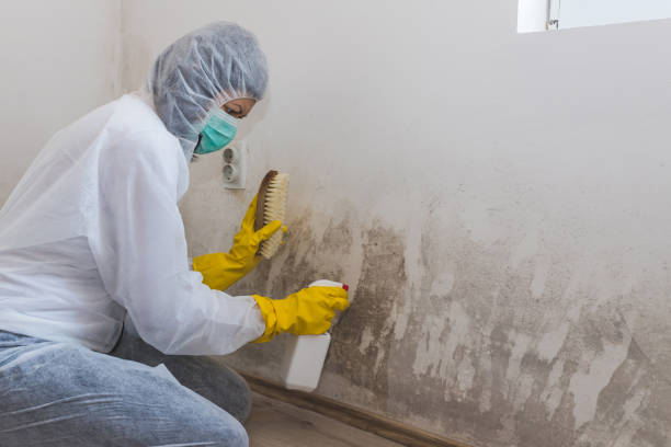 Best HVAC Mold Remediation in Forest City, FL
