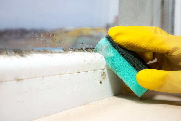 Best Commercial Mold Remediation in Forest City, FL