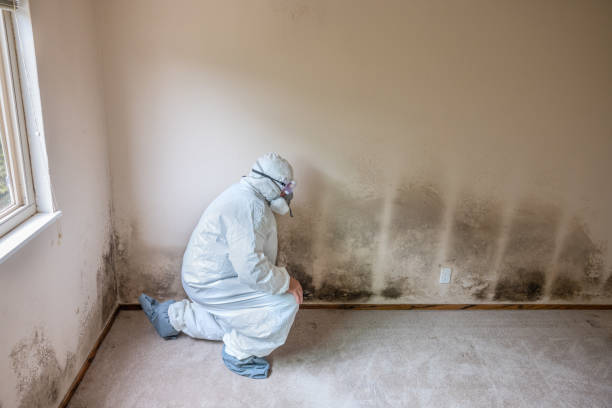 Best Residential Mold Remediation in Forest City, FL