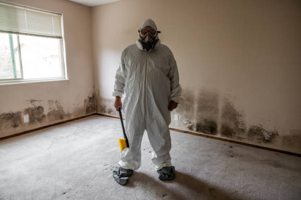 Best Insurance-Related Mold Remediation in Forest City, FL