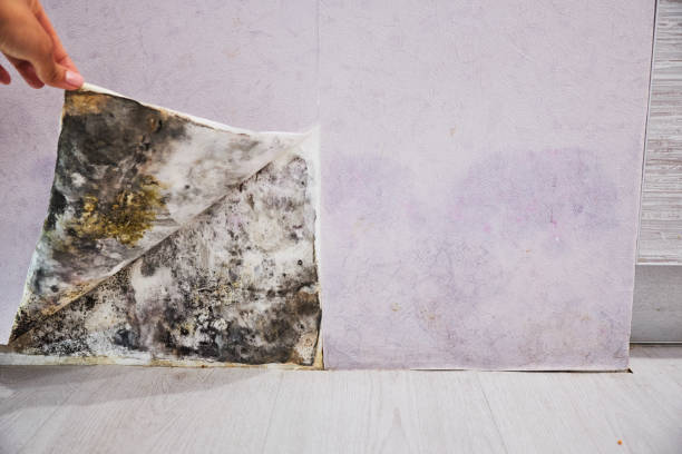 Best Mold Remediation for Specific Building Types in Forest City, FL